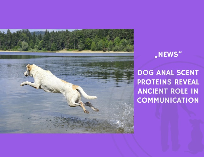 News-Dog Anal Scent Proteins Reveal Ancient Role in Communication