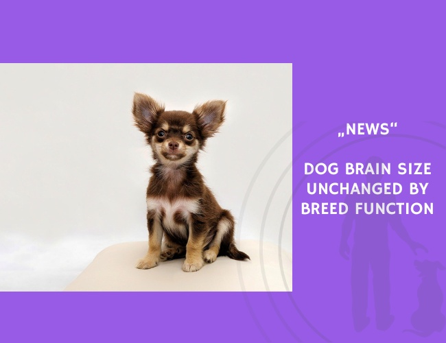 News-Dog Brain Size Unchanged by Breed Function