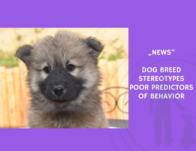 News-Dog Breed Stereotypes Poor Predictors of Behavior