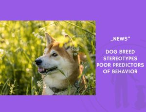 News-Dog Breed Stereotypes Poor Predictors of Behavior