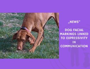 News-Dog Facial Markings Linked to Expressivity in Communication