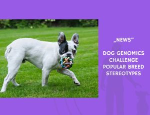 News-Dog Genomics Challenge Popular Breed Stereotypes