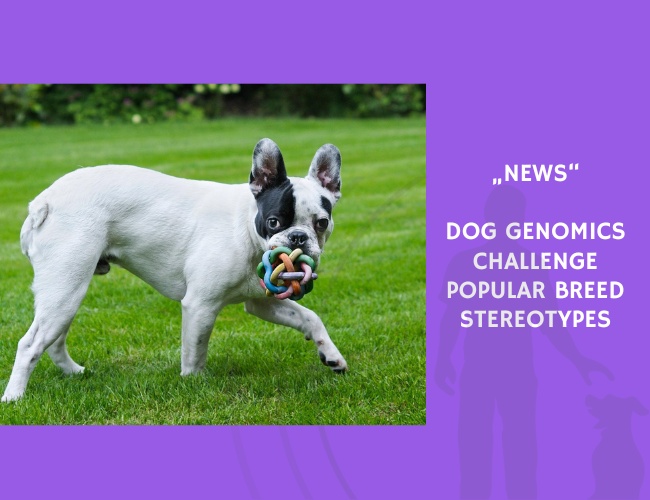 News-Dog Genomics Challenge Popular Breed Stereotypes