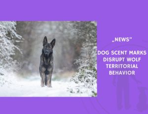 News-Dog Scent Marks Disrupt Wolf Territorial Behavior