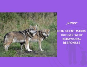 News-Dog Scent Marks Trigger Wolf Behavioral Responses
