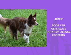 News-Dogs Can Generalize Imitation Across Contexts