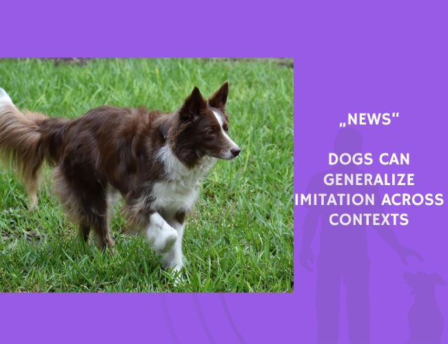 News-Dogs Can Generalize Imitation Across Contexts