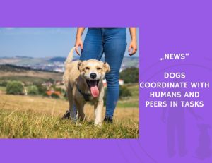 News-Dogs Coordinate with Humans and Peers in Tasks