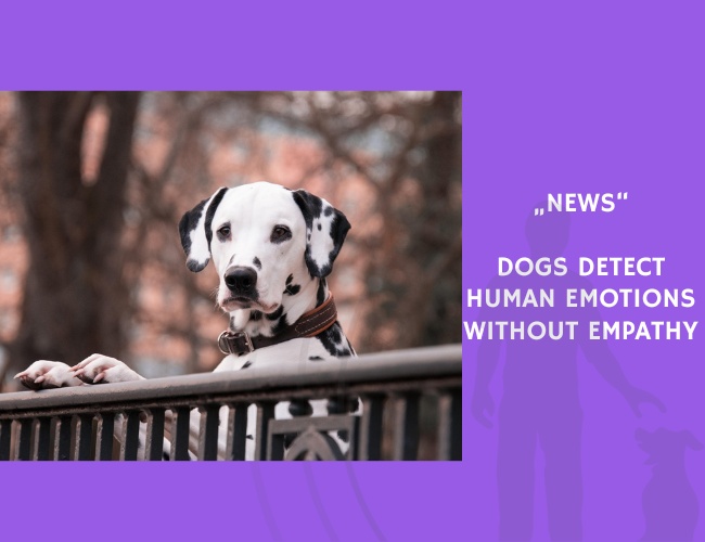 News-Dogs Detect Human Emotions Without Empathy