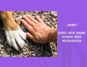 News-Dogs Help Shape Human Skin Microbiota