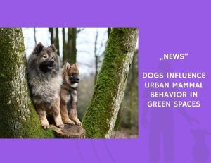 News-Dogs Influence Urban Mammal Behavior in Green Spaces