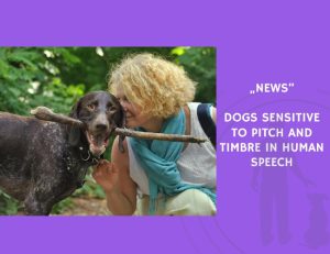 News-Dogs Sensitive to Pitch and Timbre in Human Speech