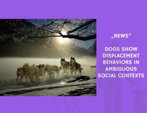 News-Dogs Show Displacement Behaviors in Ambiguous Social Contexts