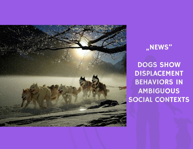 News-Dogs Show Displacement Behaviors in Ambiguous Social Contexts