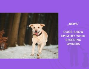News-Dogs Show Empathy When Rescuing Owners