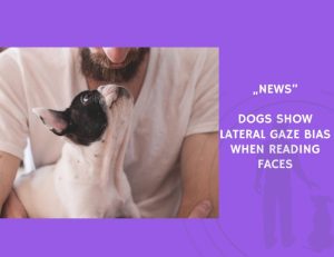 News-Dogs Show Lateral Gaze Bias When Reading Faces