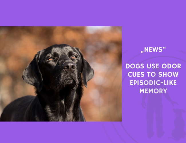News-Dogs Use Odor Cues to Show Episodic-Like Memory