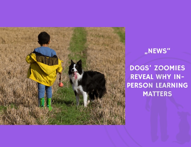 News-Dogs’ Zoomies Reveal Why In-Person Learning Matters