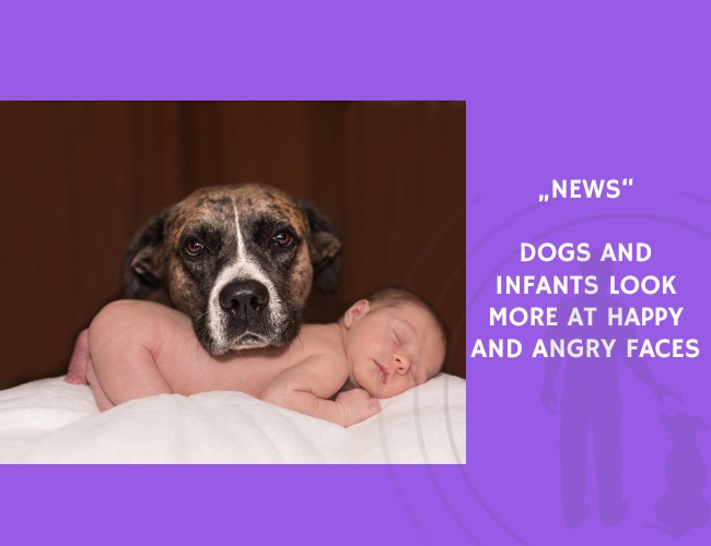 News-Dogs and Infants Look More at Happy and Angry Faces