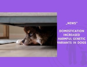 News-Domestication Increased Harmful Genetic Variants in Dogs