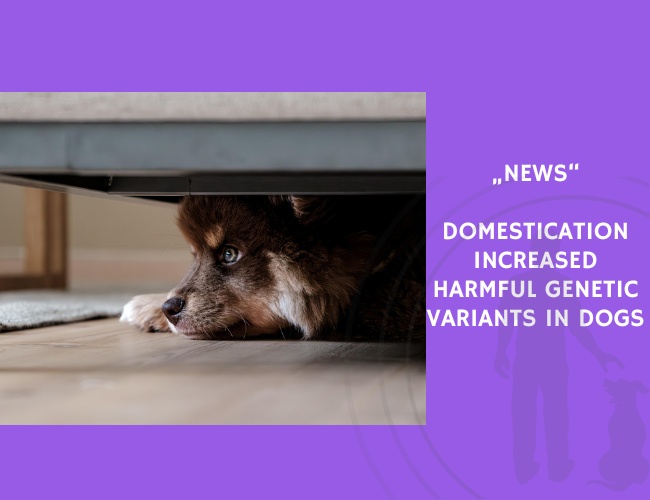 News-Domestication Increased Harmful Genetic Variants in Dogs