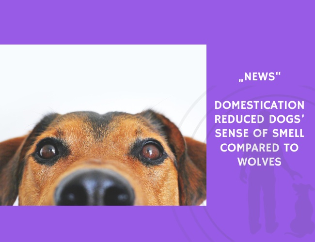 News-Domestication Reduced Dogs’ Sense of Smell Compared to Wolves
