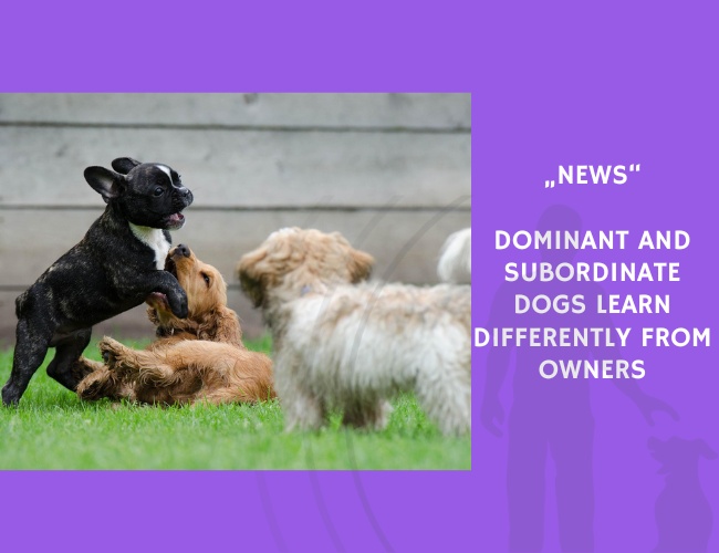 News-Dominant and Subordinate Dogs Learn Differently from Owners