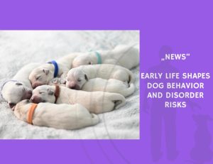News-Early Life Shapes Dog Behavior and Disorder Risks