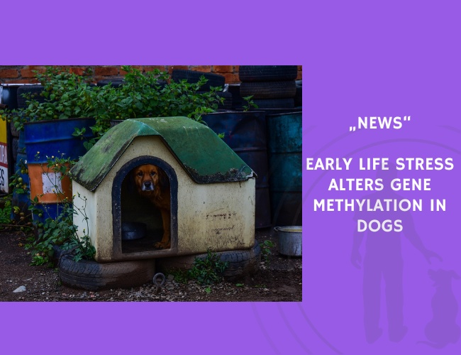 News-Early Life Stress Alters Gene Methylation in Dogs