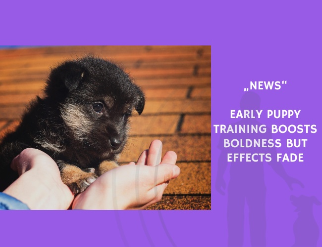 News-Early Puppy Training Boosts Boldness but Effects Fade