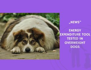 News-Energy Expenditure Tool Tested in Overweight Dogs