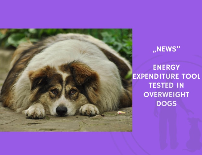 News-Energy Expenditure Tool Tested in Overweight Dogs