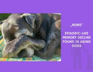 News-Episodic-Like Memory Decline Found in Aging Dogs