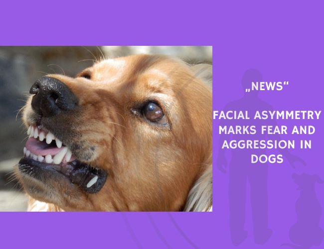 News-Facial Asymmetry Marks Fear and Aggression in Dogs