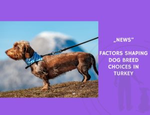 News-Factors Shaping Dog Breed Choices in Turkey