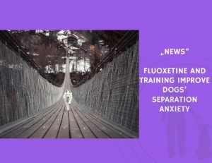 News-Fluoxetine and Training Improve Dogs’ Separation Anxiety