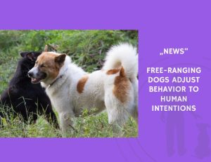 News-Free-Ranging Dogs Adjust Behavior to Human Intentions
