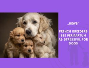 News-French Breeders See Peripartum as Stressful for Dogs