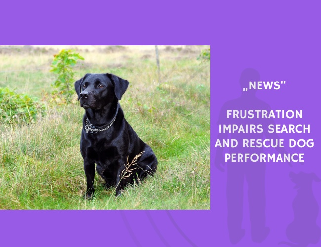 News-Frustration Impairs Search and Rescue Dog Performance