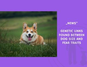 News-Genetic Links Found Between Dog Size and Fear Traits