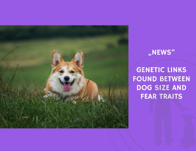 News-Genetic Links Found Between Dog Size and Fear Traits