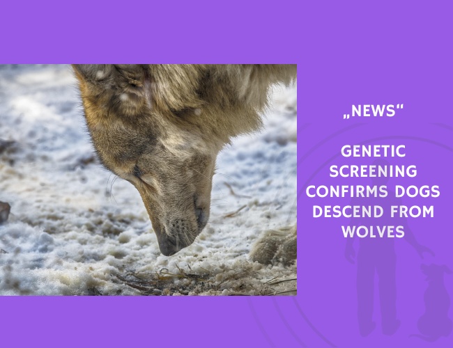 News-Genetic Screening Confirms Dogs Descend from Wolves