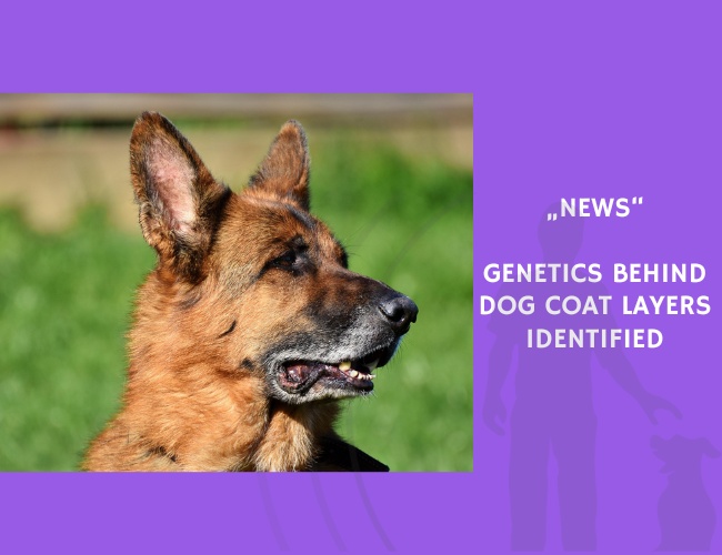 News-Genetics Behind Dog Coat Layers Identified