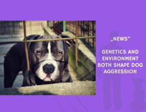 News-Genetics and Environment Both Shape Dog Aggression