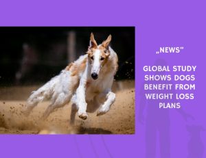 News-Global Study Shows Dogs Benefit from Weight Loss Plans