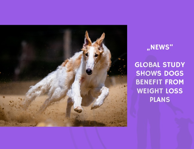News-Global Study Shows Dogs Benefit from Weight Loss Plans