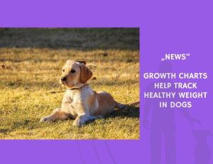 News-Growth Charts Help Track Healthy Weight in Dogs