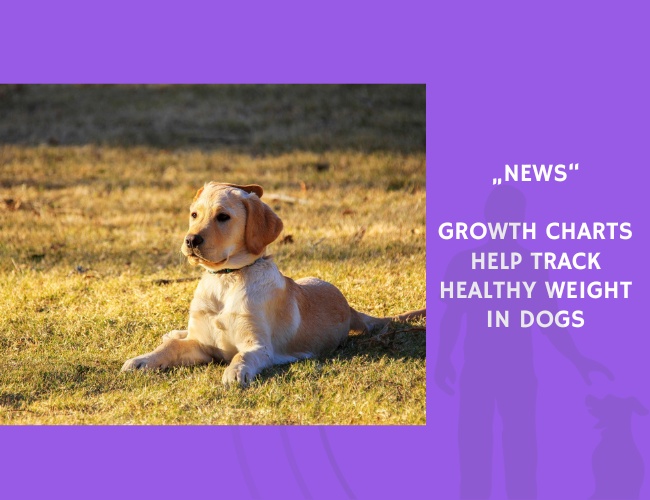 News-Growth Charts Help Track Healthy Weight in Dogs