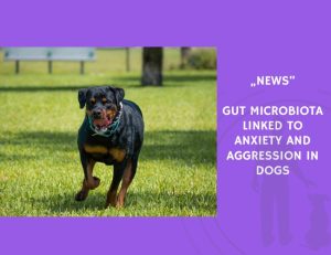 News-Gut Microbiota Linked to Anxiety and Aggression in Dogs