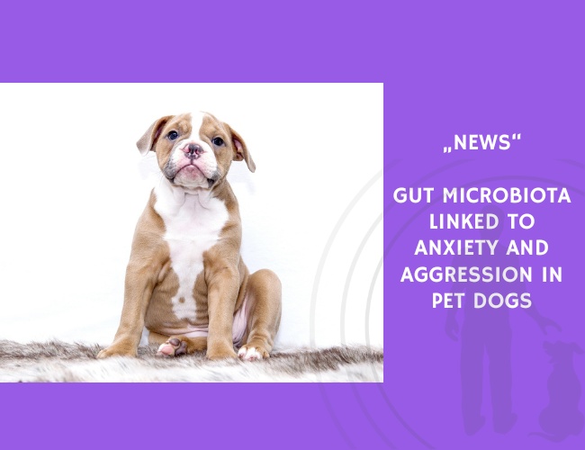 News-Gut Microbiota Linked to Anxiety and Aggression in Pet Dogs